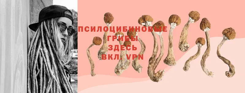 блэк спрут ТОР  цены наркотик  Берёзовский  Псилоцибиновые грибы Psilocybine cubensis 